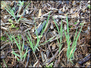Small Plants