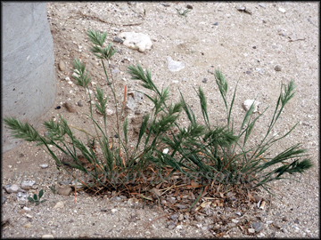 Green Plants