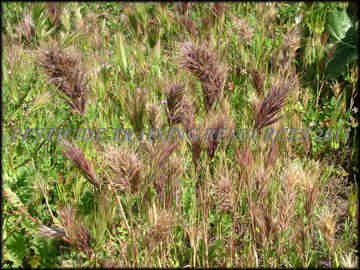 Mature Plants