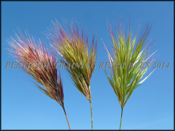 Inflorescenses