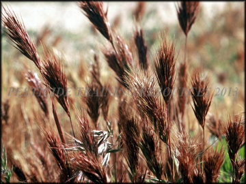 Mature Inflorescenses