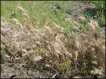 Dried Plants