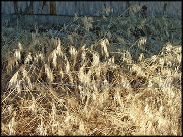 Dry panicle