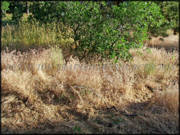 senescent plants