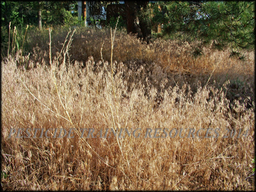 Dry plants