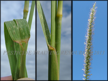 Inflorescence, Collar and Sheath