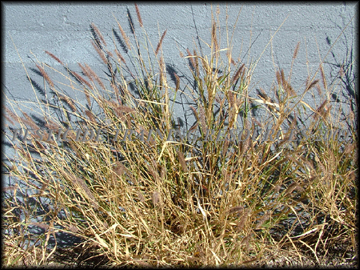 Plants- Fall/Winter