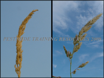 Seedheads