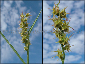 Seedheads