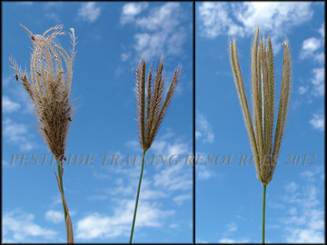 Inflorescences
