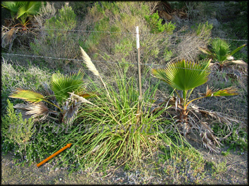 Plants, foliage