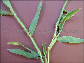 Foliage