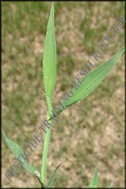 foliage