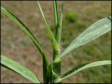 Foliage