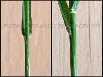 Sheath