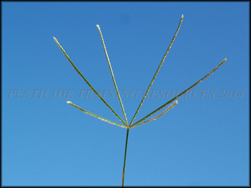 Inflorescence