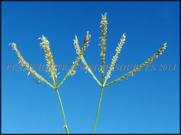 Inflorescence