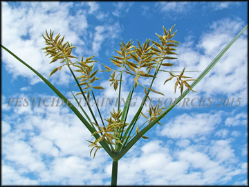 Seed Head