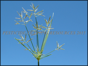 Seed Head