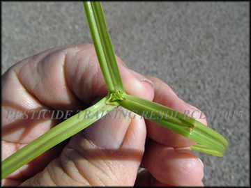 Stem and Leaves