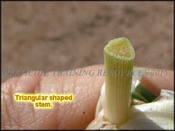 Triangular Stem