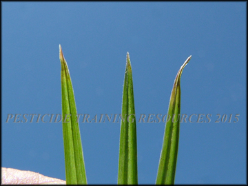 Leaf Tips