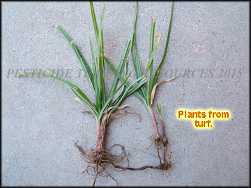 Plants