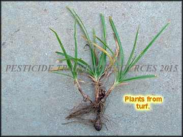 Plants