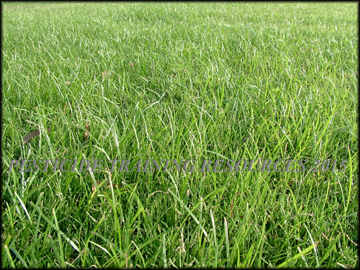 Infestaton turf