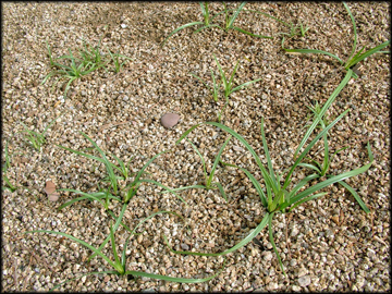 Infestation Gravel