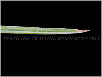 Leaf edge