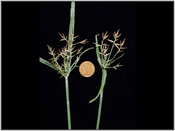 Inflorescence