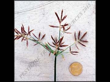 Inflorescence