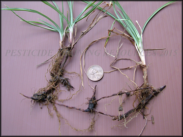 Rhizomes and tubers