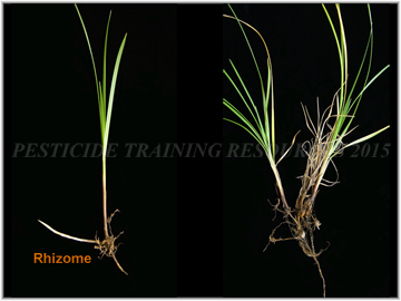 Root system