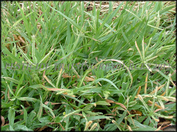 Foliage