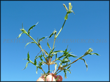 Foliage
