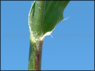 Sheath