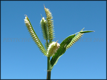 Inflorescence