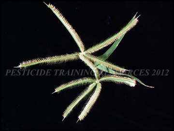 Inflorescence