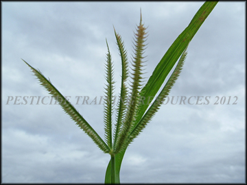 Inflorescence