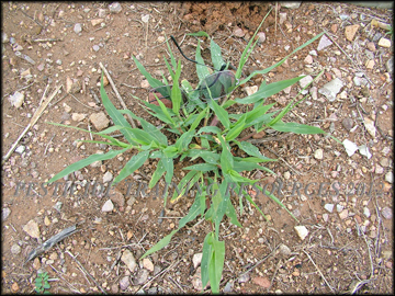Small Plant