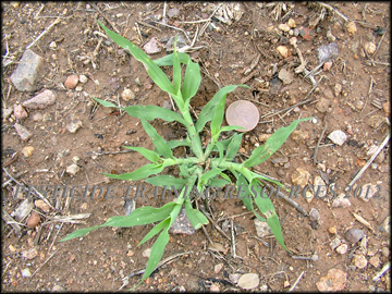 Small Plant