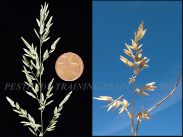 inflorescence