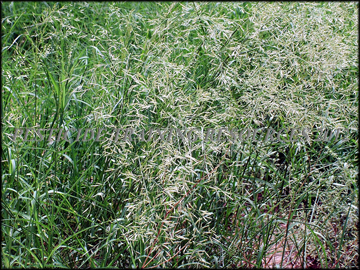 Inflorescence