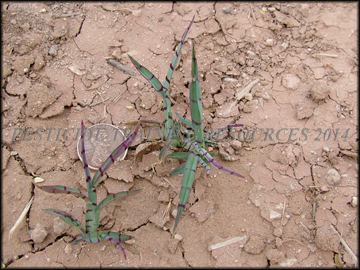 Small Plants