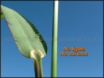 Foliage