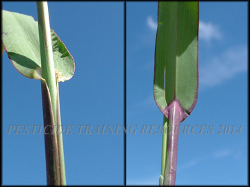 Ligule, Collar, Sheath
