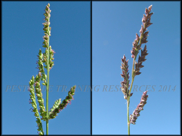 Inflorescense