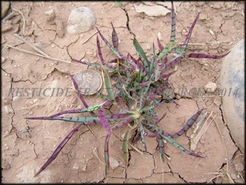 Inflorescense